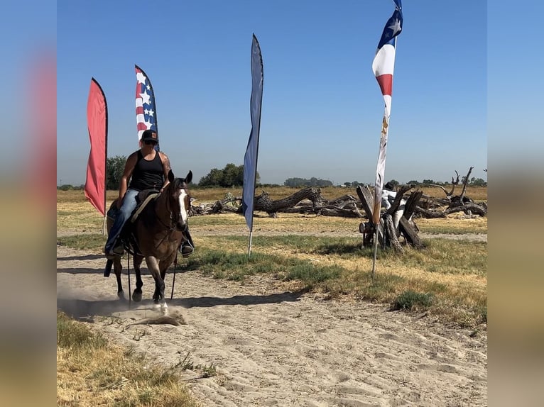 American Quarter Horse Wallach 14 Jahre 142 cm Roan-Bay in Valley Springs CA