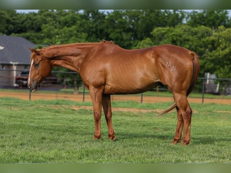 American Quarter Horse Mix Wallach 14 Jahre 142 cm Rotfuchs in Poolville