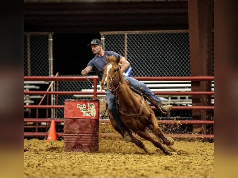 American Quarter Horse Mix Wallach 14 Jahre 142 cm Rotfuchs in Poolville