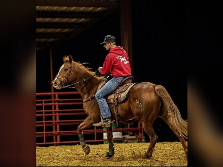 American Quarter Horse Mix Wallach 14 Jahre 142 cm Rotfuchs in Poolville