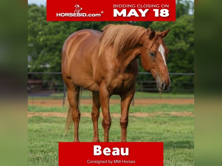 American Quarter Horse Mix Wallach 14 Jahre 142 cm Rotfuchs in Poolville