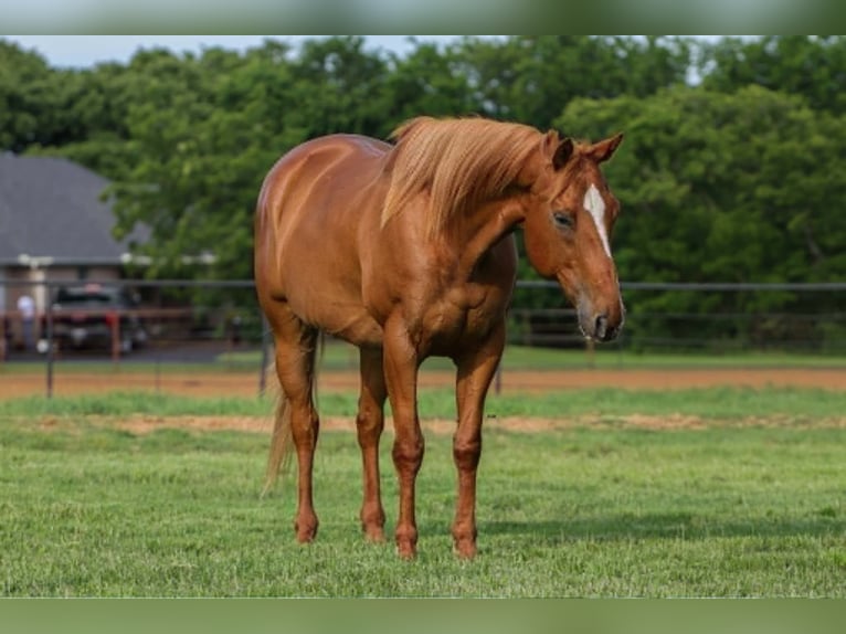 American Quarter Horse Mix Wallach 14 Jahre 142 cm Rotfuchs in Poolville