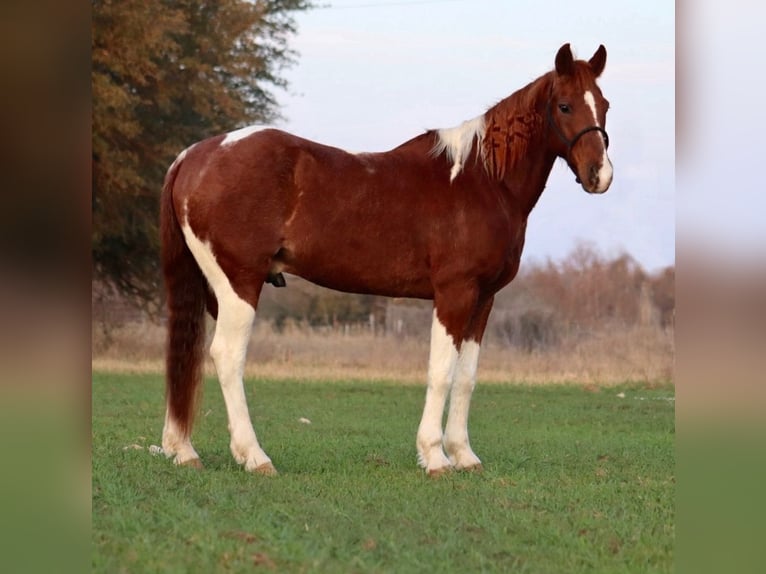 American Quarter Horse Wallach 14 Jahre 142 cm Schecke in Stephenville
