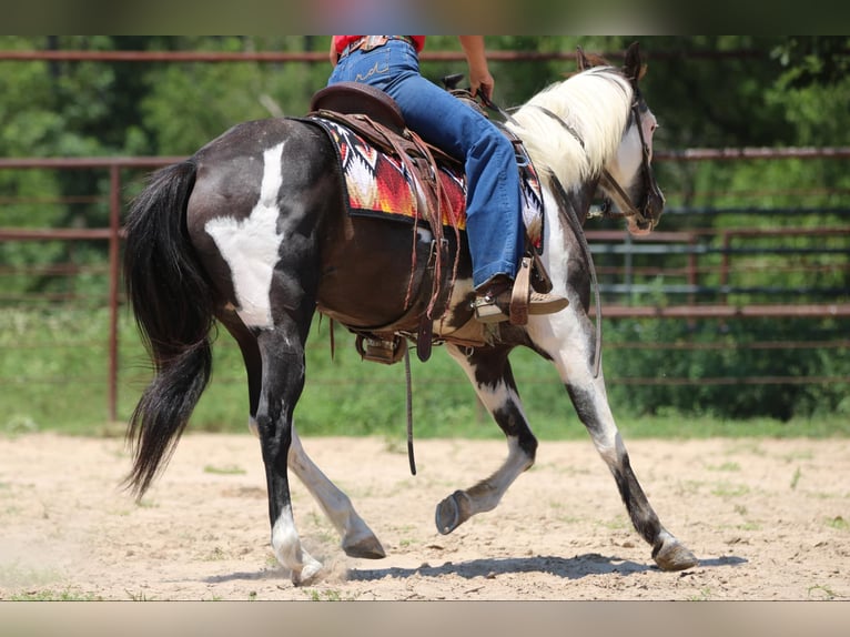 American Quarter Horse Wallach 14 Jahre 142 cm Tobiano-alle-Farben in Athens TX