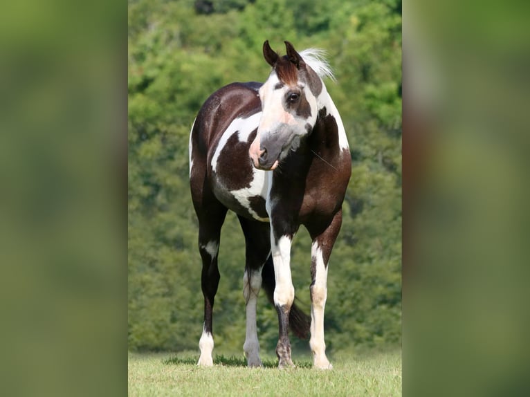 American Quarter Horse Wallach 14 Jahre 142 cm Tobiano-alle-Farben in Athens TX
