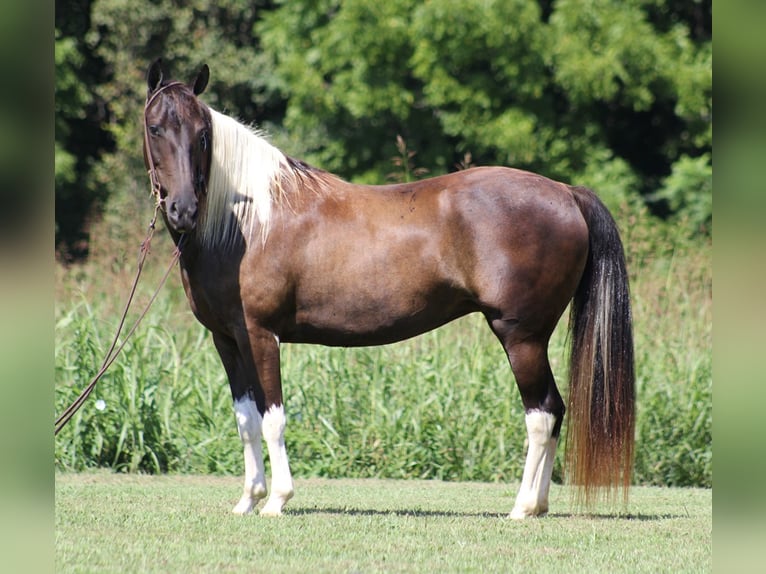 American Quarter Horse Wallach 14 Jahre 142 cm Tobiano-alle-Farben in Mount Vernon Ky