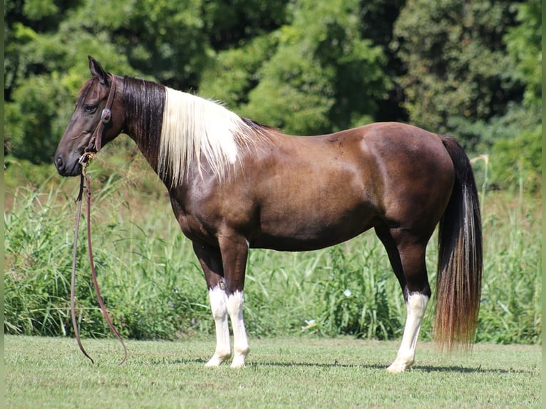American Quarter Horse Wallach 14 Jahre 142 cm Tobiano-alle-Farben in Mount Vernon Ky