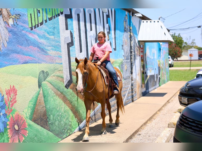 American Quarter Horse Wallach 14 Jahre 142 cm  in Forney