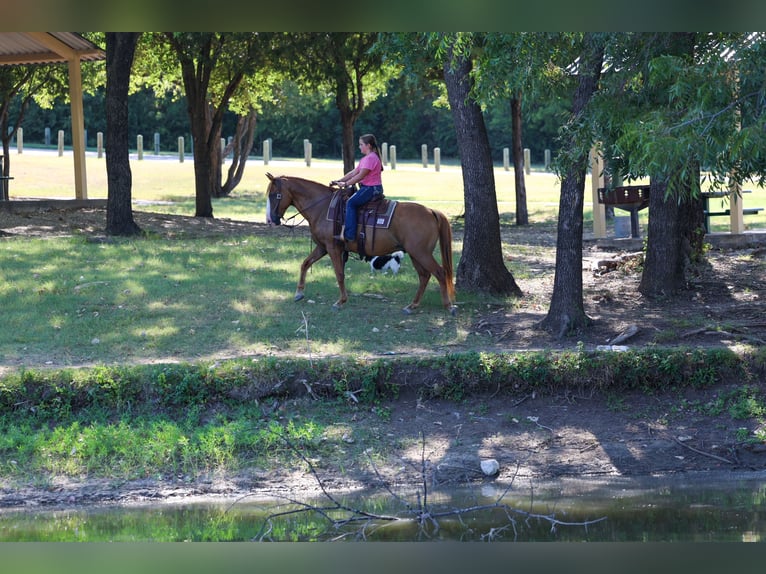 American Quarter Horse Wallach 14 Jahre 142 cm  in Forney