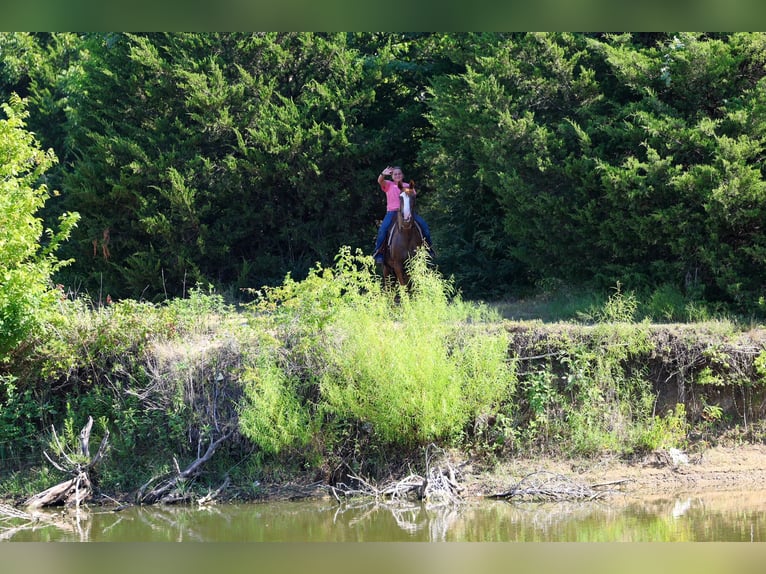 American Quarter Horse Wallach 14 Jahre 142 cm  in Forney