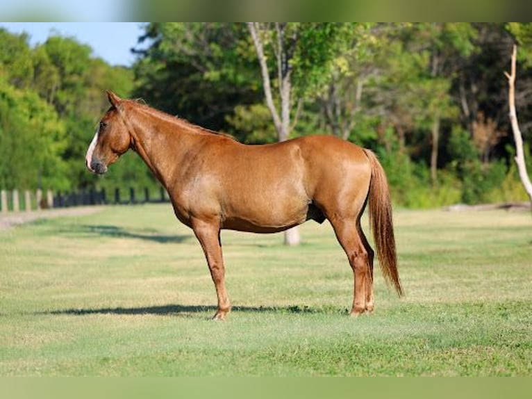 American Quarter Horse Wallach 14 Jahre 142 cm  in Forney