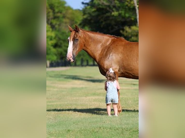 American Quarter Horse Wallach 14 Jahre 142 cm  in Forney