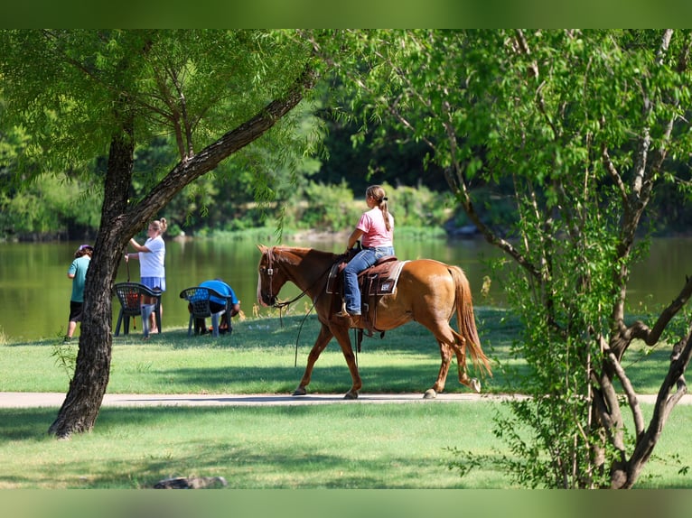 American Quarter Horse Wallach 14 Jahre 142 cm  in Forney