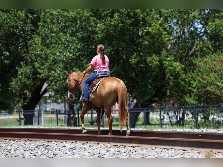 American Quarter Horse Wallach 14 Jahre 142 cm  in Forney