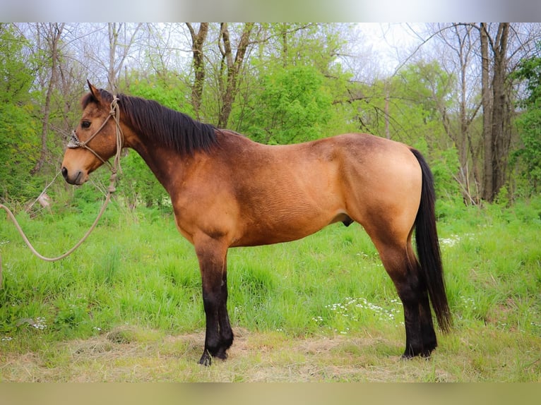 American Quarter Horse Wallach 14 Jahre 145 cm Buckskin in Hillsboro KY