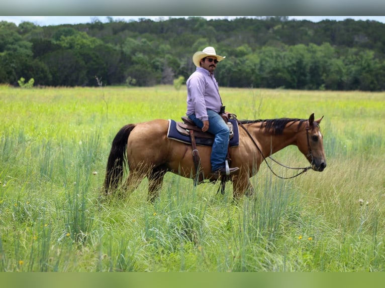 American Quarter Horse Wallach 14 Jahre 145 cm Buckskin in Stephenville TX