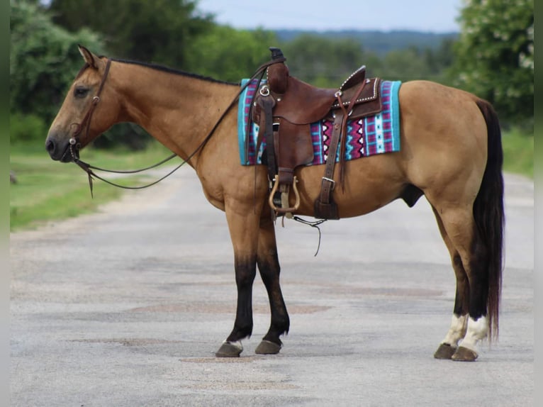 American Quarter Horse Wallach 14 Jahre 145 cm Buckskin in Stephenville TX