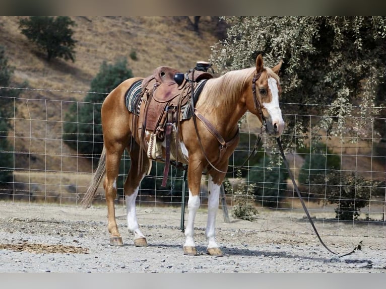 American Quarter Horse Wallach 14 Jahre 145 cm Overo-alle-Farben in Paicines, CA