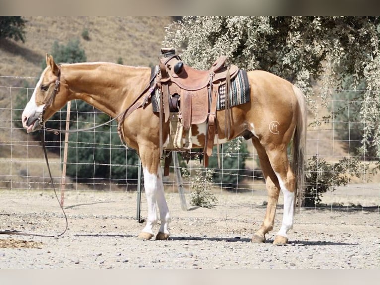 American Quarter Horse Wallach 14 Jahre 145 cm Overo-alle-Farben in Paicines, CA