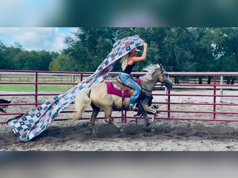 American Quarter Horse Wallach 14 Jahre 145 cm Palomino in Bronson