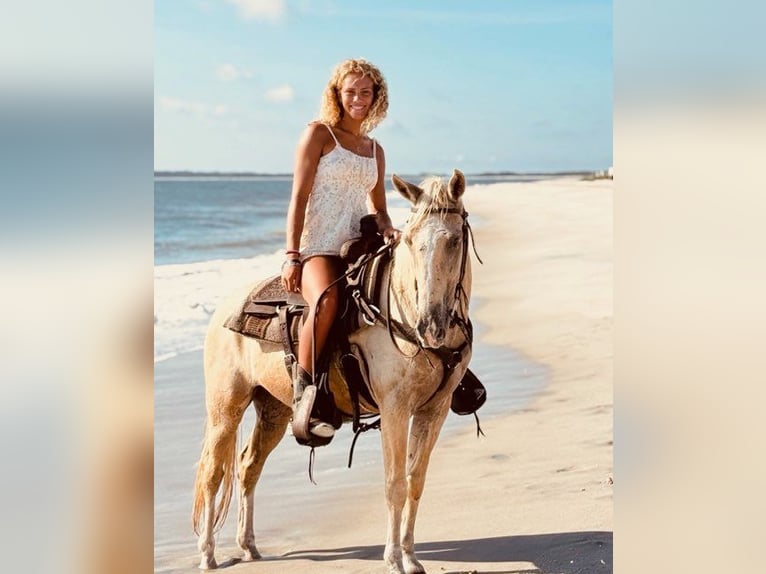 American Quarter Horse Wallach 14 Jahre 145 cm Palomino in Bronson