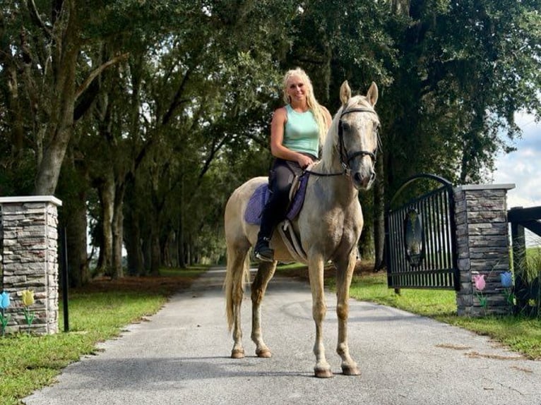 American Quarter Horse Wallach 14 Jahre 145 cm Palomino in Bronson