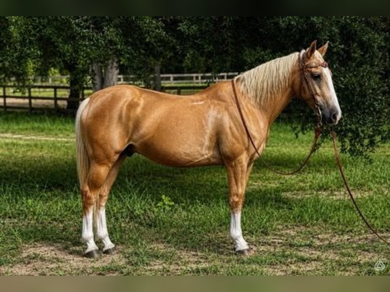 American Quarter Horse Wallach 14 Jahre 145 cm Palomino in Bronson