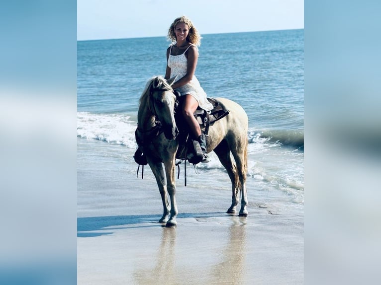 American Quarter Horse Wallach 14 Jahre 145 cm Palomino in Bronson