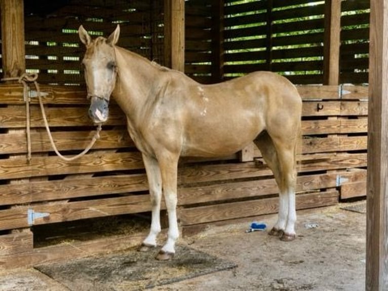 American Quarter Horse Wallach 14 Jahre 145 cm Palomino in Bronson