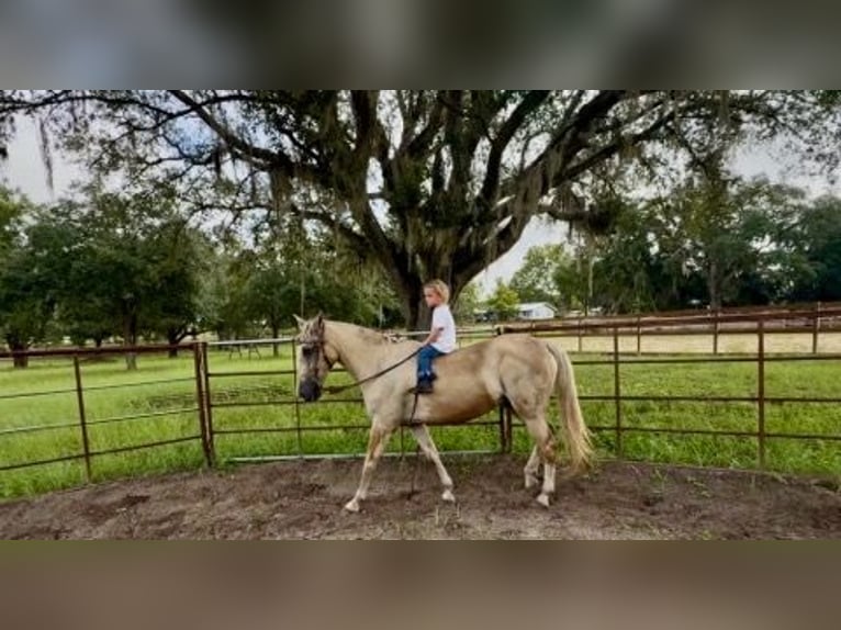 American Quarter Horse Wallach 14 Jahre 145 cm Palomino in Bronson