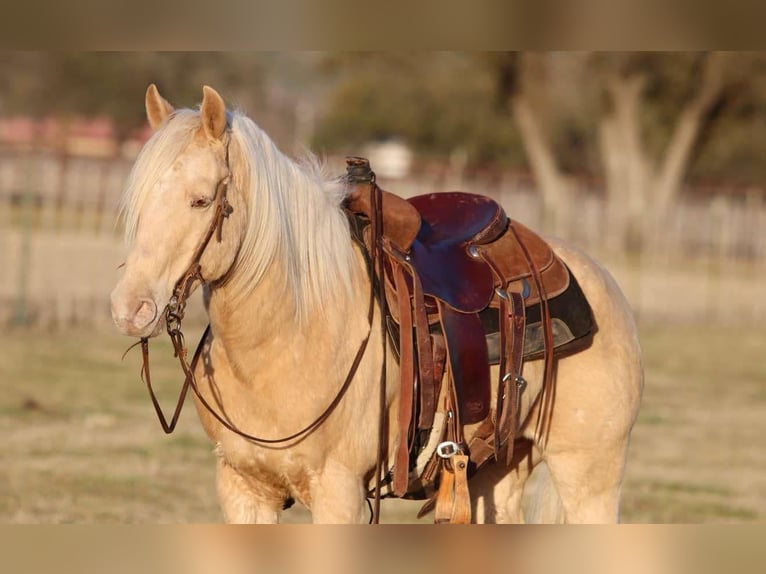 American Quarter Horse Wallach 14 Jahre 145 cm Palomino in Lipan TX