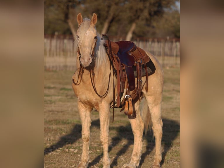 American Quarter Horse Wallach 14 Jahre 145 cm Palomino in Lipan TX