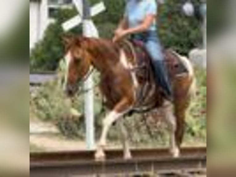 American Quarter Horse Wallach 14 Jahre 145 cm Tobiano-alle-Farben in Weatherford TX