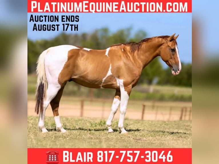 American Quarter Horse Wallach 14 Jahre 145 cm Tobiano-alle-Farben in Weatherford TX