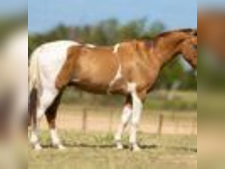 American Quarter Horse Wallach 14 Jahre 145 cm Tobiano-alle-Farben in Weatherford TX