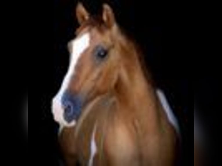 American Quarter Horse Wallach 14 Jahre 145 cm Tobiano-alle-Farben in Weatherford TX