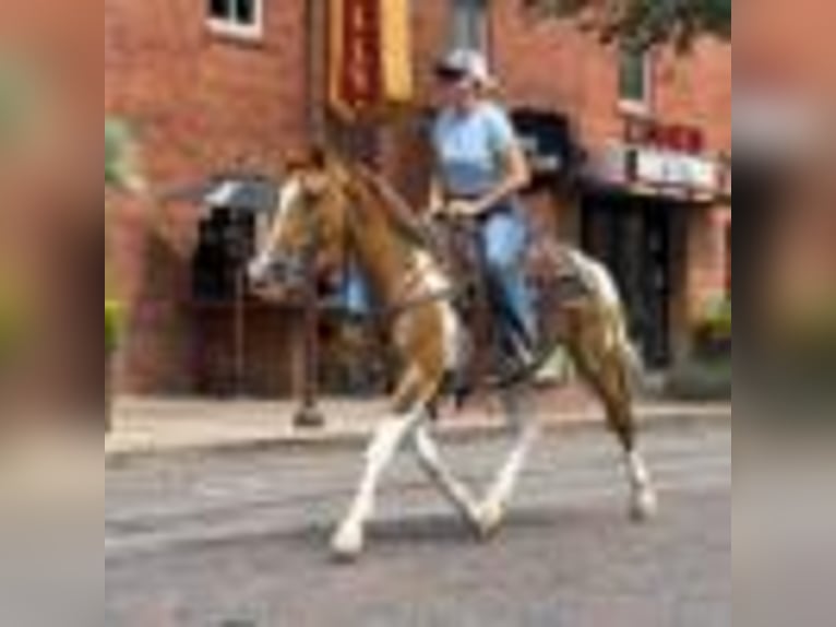 American Quarter Horse Wallach 14 Jahre 145 cm Tobiano-alle-Farben in Weatherford TX