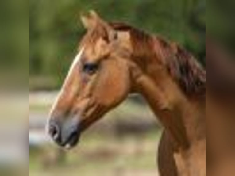 American Quarter Horse Wallach 14 Jahre 145 cm Tobiano-alle-Farben in Weatherford TX