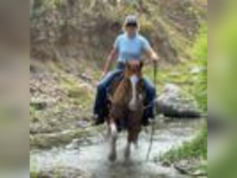 American Quarter Horse Wallach 14 Jahre 145 cm Tobiano-alle-Farben in Weatherford TX