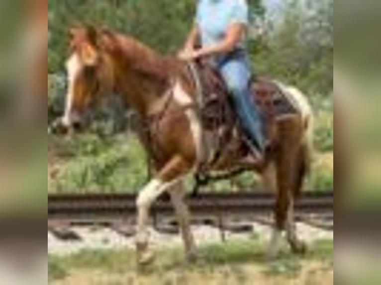 American Quarter Horse Wallach 14 Jahre 145 cm Tobiano-alle-Farben in Weatherford TX