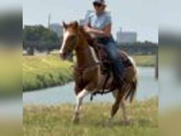 American Quarter Horse Wallach 14 Jahre 145 cm Tobiano-alle-Farben in Weatherford TX
