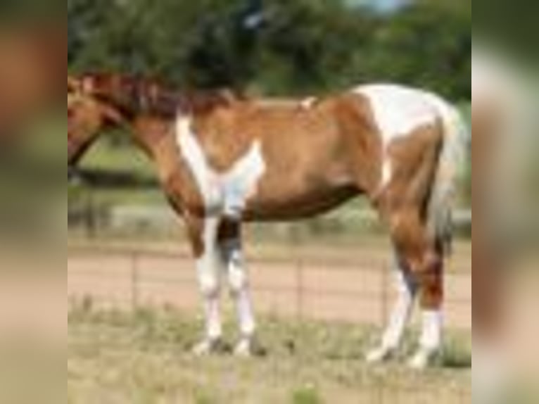 American Quarter Horse Wallach 14 Jahre 145 cm Tobiano-alle-Farben in Weatherford TX