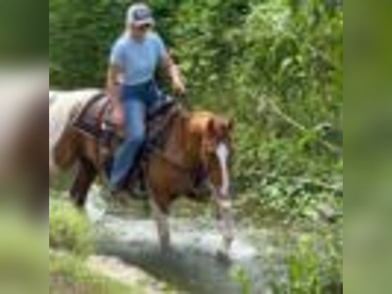 American Quarter Horse Wallach 14 Jahre 145 cm Tobiano-alle-Farben in Weatherford TX