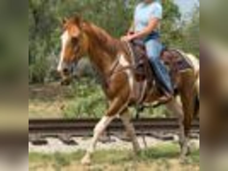 American Quarter Horse Wallach 14 Jahre 145 cm Tobiano-alle-Farben in Weatherford TX
