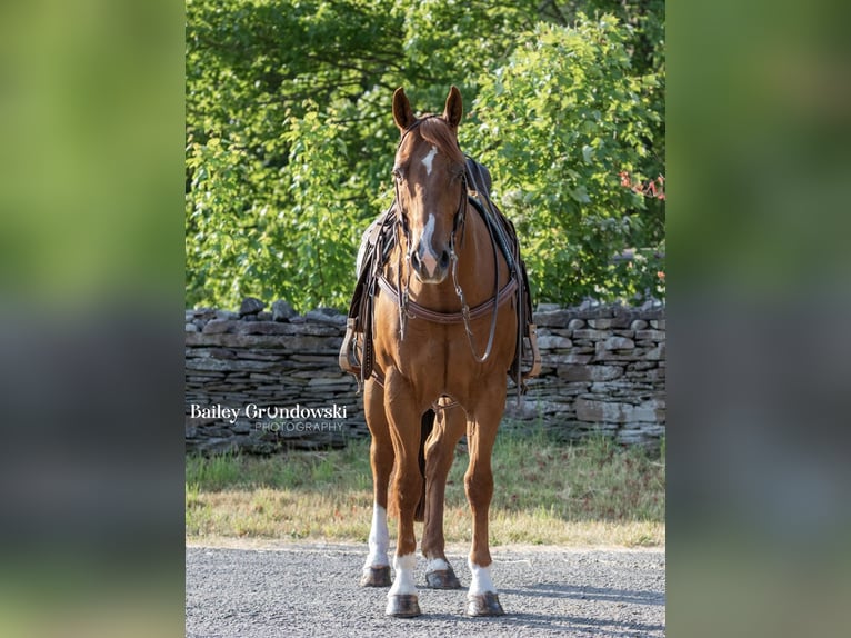 American Quarter Horse Wallach 14 Jahre 147 cm Dunkelfuchs in Everett PA