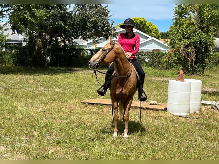 American Quarter Horse Wallach 14 Jahre 147 cm Palomino in Brooksville, FL