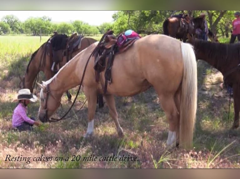 American Quarter Horse Wallach 14 Jahre 147 cm Palomino in Rushville, NE