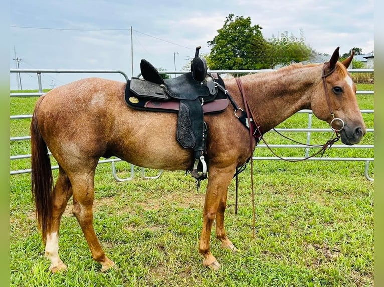 American Quarter Horse Wallach 14 Jahre 147 cm Roan-Red in Auburn Ky