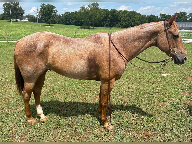 American Quarter Horse Wallach 14 Jahre 147 cm Roan-Red in Auburn Ky