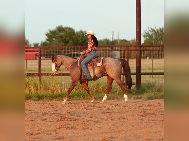 American Quarter Horse Wallach 14 Jahre 147 cm Roan-Red in Georgetown, TX